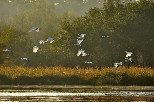 Hancock Bird Species