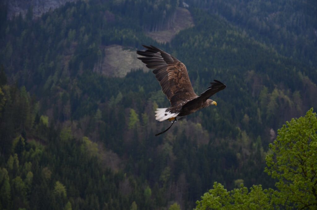 Hancock Bird Meaning